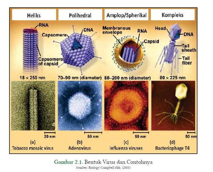 bentuk virus