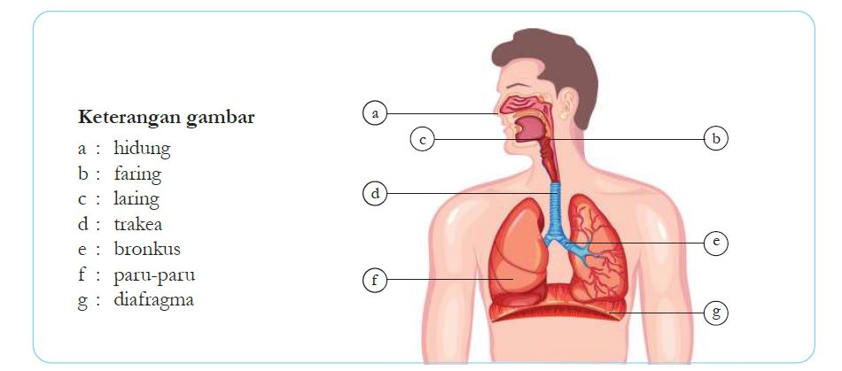 Ipa Kelas 8 Bab 2 Sistem Pernapasan Portal Edukasi 5591